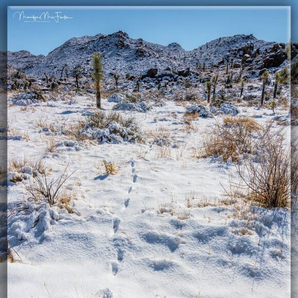 Joshua Tree's Beauty!  - Picture 10 of 16